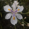 ksina